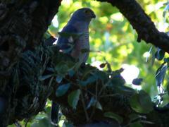 Accipiter tachiro tachiro