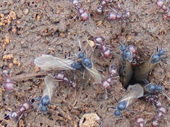 Tetramorium setuliferum
