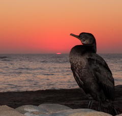 Phalacrocorax neglectus