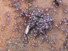 Tetramorium setuliferum
