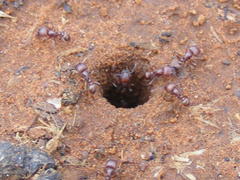 Tetramorium setuliferum