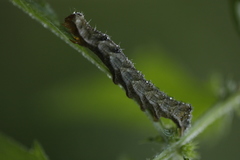Melanchra persicariae