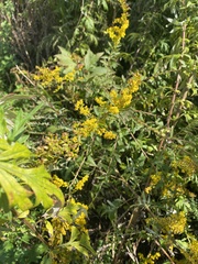 Solidago