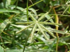 Dactyloctenium giganteum