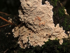 Phlebia rufa