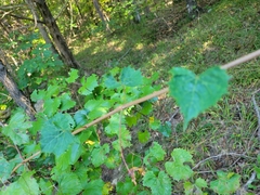 Vitis rotundifolia