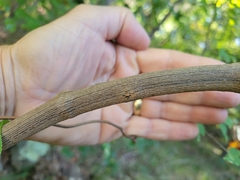 Vitis rotundifolia