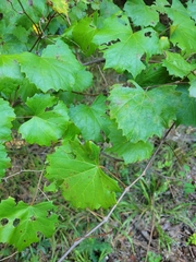 Vitis rotundifolia