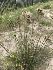 Hellmuthia membranacea