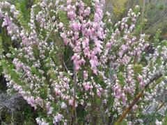 Erica glomiflora glomiflora