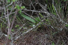 Bulbine latifolia latifolia