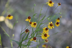 Helenium microcephalum