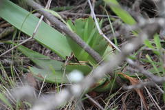 Bulbine latifolia latifolia