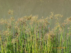 Cyperus articulatus