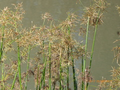 Cyperus articulatus