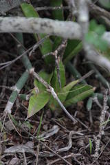 Sansevieria aethiopica