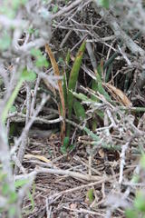 Sansevieria aethiopica