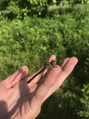 Ophiogomphus susbehcha