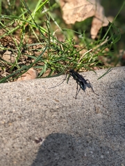 Sphecidae