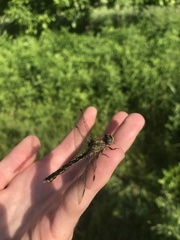 Ophiogomphus susbehcha