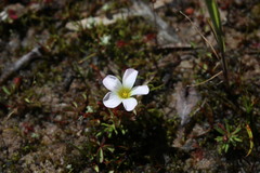 Oxalis amblyosepala