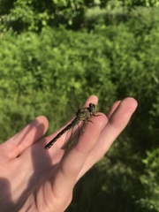 Ophiogomphus susbehcha