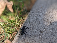 Sphecidae