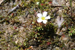 Oxalis amblyosepala
