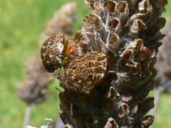 Sphaerocoris testudogrisea