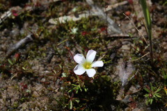 Oxalis amblyosepala