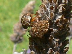 Sphaerocoris testudogrisea