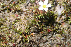 Oxalis amblyosepala