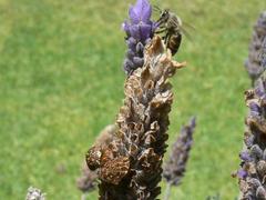 Sphaerocoris testudogrisea