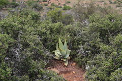 Aloe striata