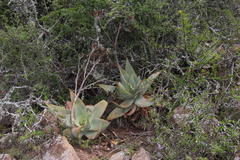 Aloe striata