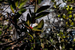 Acokanthera oppositifolia