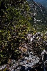 Acokanthera oppositifolia