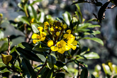 Acridocarpus natalitius natalitius