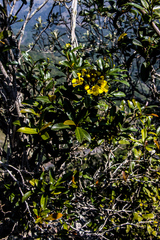 Acridocarpus natalitius natalitius