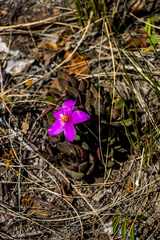 Anacampseros rufescens