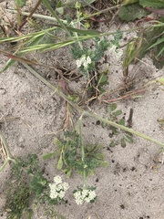 Dasispermum suffruticosum