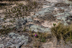 Anacampseros rufescens