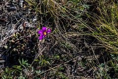 Anacampseros rufescens