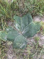 Brunsvigia orientalis