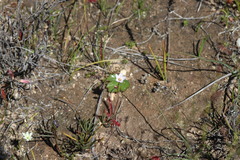 Drosera alba