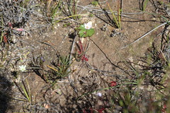 Drosera alba