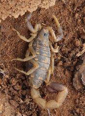 Uroplectes triangulifer