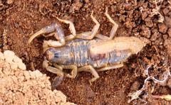 Uroplectes triangulifer