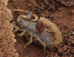 Uroplectes triangulifer