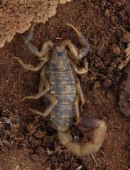 Uroplectes triangulifer